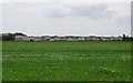 Camber across a wheat field