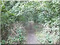 The trackbed of the former Canterbury to Whitstable Railway