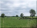 N0625 : A dairy herd on grazing land east of the Belmont Road by Eric Jones