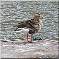 Grey Lag Goose (Anser anser), Marlow