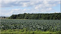 NO5311 : Brassica crop, Stravithie by Richard Webb