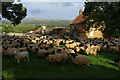 Sheep at Silton Grange