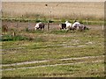 NJ1968 : Pigs in a field near Lossiemouth by Walter Baxter