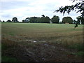 Farmland, Nettleham Heath