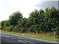 Trees beside the A46