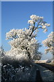 Frosty Tree, West Hill