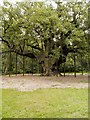 SK6267 : The Major Oak, Sherwood Forest by David Dixon