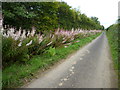 A country lane on Exmoor