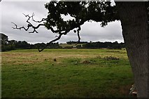 SX9784 : Teignbridge : Grassy Field by Lewis Clarke
