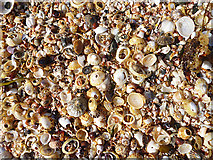 NM4267 : Shell Beach by Anne Burgess