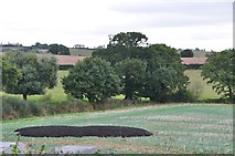 SX9486 : Teignbridge : Grassy Field by Lewis Clarke