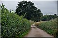 Teignbridge : Country Lane