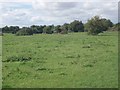 Cattle grazing at Langford Meadows