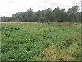 Ditch at Langford Meadows