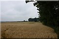 Barley field ready for harvest at Llanreithan