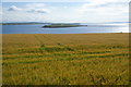 Barley field above Kirk Sound