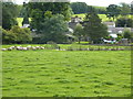 Gargrave sheep on the run