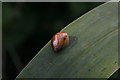 Tiny snail on the edge of the wetland at Tetney Blow Wells Nature Reserve