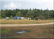 SU3302 : Ponies and tents, Roundhill campsite by E Gammie
