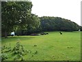 SO3303 : Black cattle at the edge of Cefn Mawr woodland by Christine Johnstone