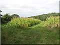 Maize crop by the Dale