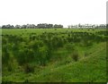 Marsh grazing lands between Hughsrigg and Broadmeadows