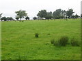 NY3375 : Grazing lands near Milltown by James Denham