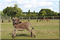TQ7531 : Baby donkey at Lightfoot Alpacas by Oast House Archive