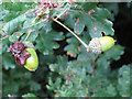 TQ7296 : Knopper Gall on acorn, Crowsheath Community Woodland, Downham by Roger Jones