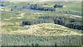 Woodland on Seamab Hill