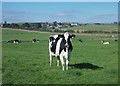 Cow on the path to Sterndale Moor