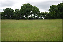 TQ6822 : Meadow by N Chadwick