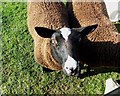 Zwartble sheep at High Stool Farm, Flagg