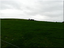 W8979 : Grass paddock by derek menzies