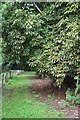 Mid Devon : Grassy Path