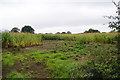 Maize at Monkspath