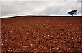 Mid Devon : Ploughed Field