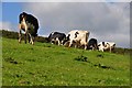 Mid Devon : Cattle Grazing