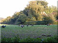 Peacocks grazing on the Church Land Trust field