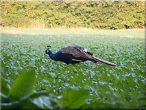 TM3569 : Peacock grazing on the Church Land Trust field by Geographer