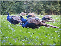 TM3569 : Peacocks grazing on the Church Land Trust field by Geographer