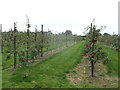 TQ6631 : Apple orchard, Chesson's Farm by David Anstiss