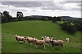 Mid Devon : Sheep Grazing