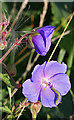 Caterpillar on Meadow Cranesbill