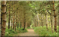 J3775 : Path and trees, Tommy Patton Park, Belfast (2) by Albert Bridge