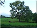 SO2901 : Canalside tree at dusk, south of Ty-poeth Farm by Christine Johnstone
