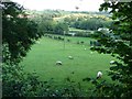 Sheep grazing at dusk, Llanvihangel Pontymoel