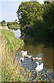 Swans on the Canal