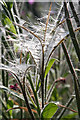 Great Willowherb (Epilobium hirsutum)