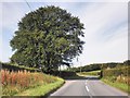 Isolated beech tree on the B3224